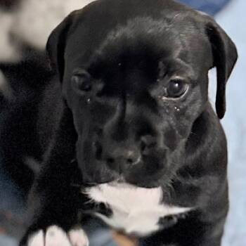 Pit Bull Terrier Dogs Available for Adoption in Shorewood, Illinois - Haven | PetCurious