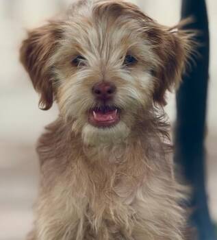 Maltese and Terrier Dogs Available for Adoption in Los Angeles, California - Pierogi | PetCurious