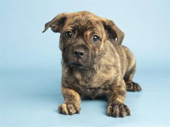 MABEL -  Pit Bull Terrier and Mixed Breed Dog for Adoption in Phoenix, Arizona - MABEL | PetCurious