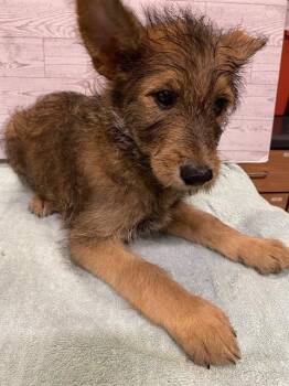 LANI -  German Shepherd Dog Dog for Adoption in Modesto, California - LANI | PetCurious