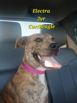 Mountain Cur and Beagle Dogs Available for Adoption in Lonsdale, Arkansas - Electra | PetCurious