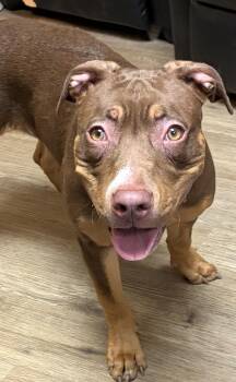 Latte -  Mixed Breed Dog for Adoption in Mckeesport, Pennsylvania - Latte | PetCurious