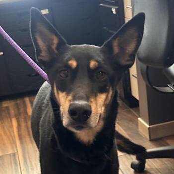 Zumie -  Doberman Pinscher and Mixed Breed Dog for Adoption in Reno, Nevada - Zumie | PetCurious