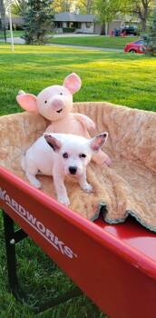 Misty -  Australian Cattle Dog Blue Heeler Dog for Adoption in Indianapolis, Indiana - Misty | PetCurious