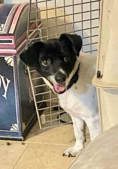 Bullet BR8908-T -  Dachshund and Corgi Dog for Adoption in Missouri City, Texas - Bullet BR8908-T | PetCurious