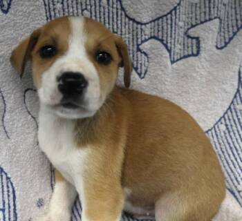 Arrow -  Shepherd Dog for Adoption in Thief River Falls, Minnesota - Arrow | PetCurious