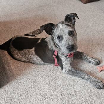 Rescue Australian Cattle Dog Blue Heeler Dogs for Adoption in Parker, Colorado - 840 (2025) Tiger | PetCurious