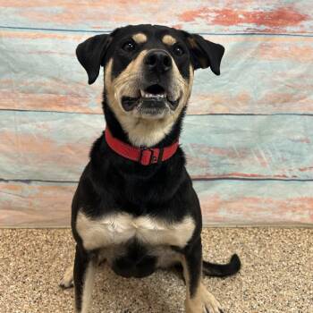 Mixed Breed Dogs Available for Adoption - Brownie | PetCurious