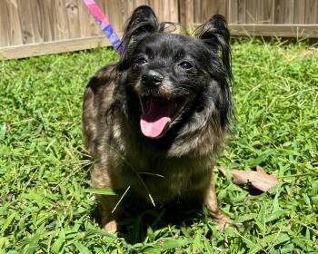 Rescue Papillon Dogs for Adoption in Bowie, Maryland - Genevieve | PetCurious