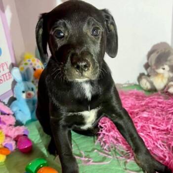 Labrador Retriever Dogs Available for Adoption in Grand Bay, Alabama - Ophelia | PetCurious