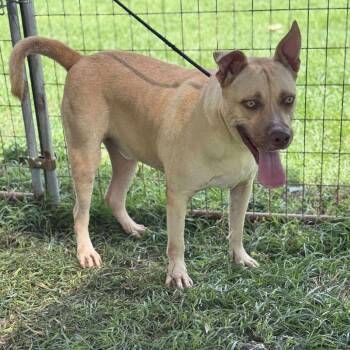 Rescue Pit Bull Terrier Dogs for Adoption in Anahuac, Texas - Wilson | PetCurious