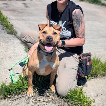 Rescue Pit Bull Terrier and Shar Pei Dogs for Adoption in Detroit, Michigan - Cookie | PetCurious