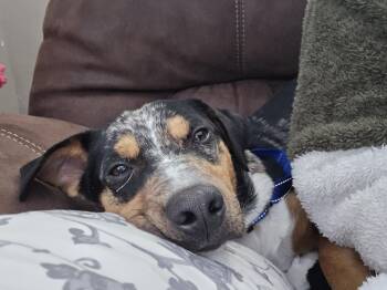 Dachshund Dogs Available for Adoption - Paxon | PetCurious