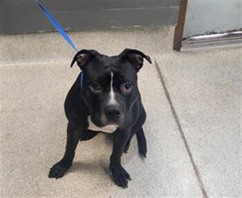 Rescue American Staffordshire Terrier Dogs for Adoption in Tallahassee, Florida - FURNANDO | PetCurious