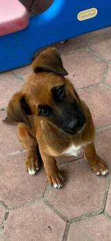Shepherd and Beagle Dogs Available for Adoption in VERNON ROCKVL, Connecticut - Sunday | PetCurious