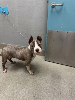 PUFFLES -  Pit Bull Terrier Dog for Adoption in Las Vegas, Nevada - PUFFLES | PetCurious