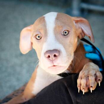 Labrador Retriever and Cattle Dog Dogs Available for Adoption in Hattiesburg, Mississippi - Boston Creampie | PetCurious