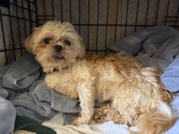 Blondie -  Shih Tzu and Mixed Breed Dog for Adoption in Severance, Colorado - Blondie | PetCurious