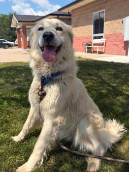 Indy -  Great Pyrenees Dog for Adoption in Maryville, Missouri - Indy | PetCurious