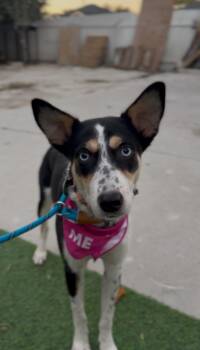 Rescue Australian Cattle Dog Blue Heeler Dogs for Adoption in Houston, Texas - Piper | PetCurious