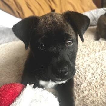 Rescue Siberian Husky and Terrier Dogs for Adoption in Kansas City, Missouri - Hex | PetCurious