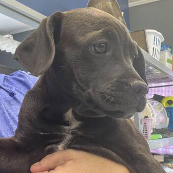 Tambourine -  Black Labrador Retriever and Terrier Dog for Adoption in Potomac, Maryland - Tambourine | PetCurious