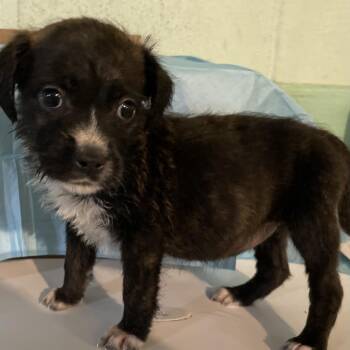 Elsa -  English Bulldog and Mixed Breed Dog for Adoption in Mundelein, Illinois - Elsa | PetCurious