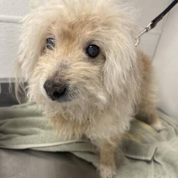 Phillip -  Mixed Breed Dog for Adoption in Kanab, Utah - Phillip | PetCurious