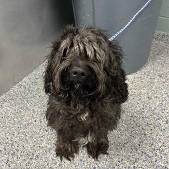 Cockapoo Dogs Available for Adoption - Maxwell | PetCurious
