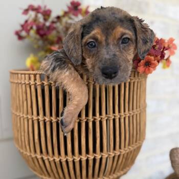 Janice -  Catahoula Leopard Dog and Mixed Breed Dog for Adoption in Baton Rouge, Louisiana - Janice | PetCurious