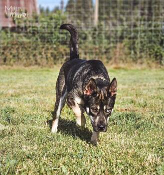 Tami Lynn Johnson the III -  German Shepherd Dog and Siberian Husky Dog for Adoption in Spokane, Washington - Tami Lynn Johnson The III | PetCurious