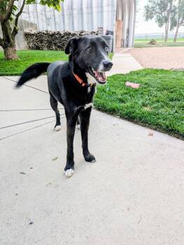 Rescue Husky and Border Collie Dogs for Adoption in Broomfield, Colorado - Jasper | PetCurious