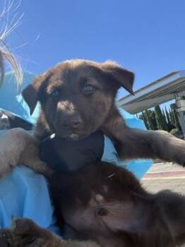 Henry Horchata -  Shepherd and Mixed Breed Dog for Adoption in Fresno, California - Henry Horchata | PetCurious