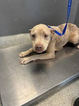 EVA -  American Staffordshire Terrier Dog for Adoption in Tallahassee, Florida - EVA | PetCurious