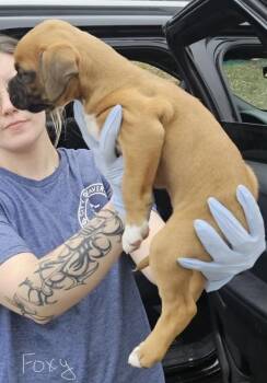 Boxer Dogs Available for Adoption - FOXY | PetCurious