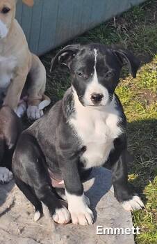 Border Collie and Labrador Retriever Dogs Available for Adoption - Emmett  | PetCurious