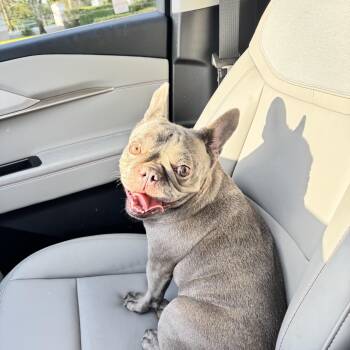 Lollipop 9605 -  French Bulldog Dog for Adoption in Boca Raton, Florida - Lollipop 9605 | PetCurious