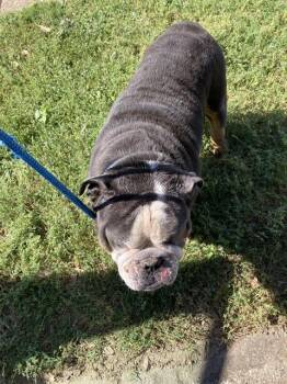 American Bulldog Dogs Available for Adoption in Dallas, Texas - MEATY | PetCurious