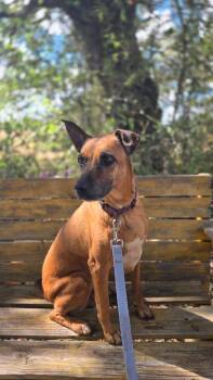 Rescue Labrador Retriever and Shepherd Dogs for Adoption in Brookeville, Maryland - Bambi | PetCurious