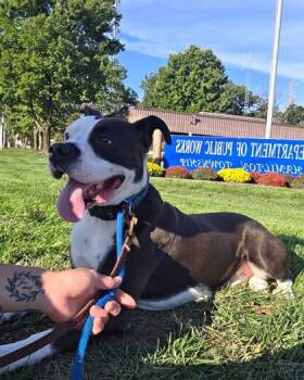 Rescue Mixed Breed Dogs for Adoption in Hamilton Township, New Jersey - OREO | PetCurious