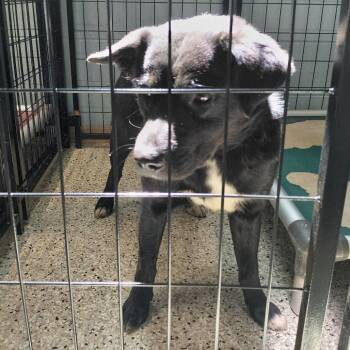 Mixed Breed Dogs Available for Adoption in Loxahatchee Groves, Florida - Toy 3897 | PetCurious