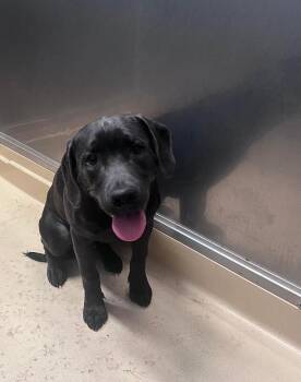 Labrador Retriever and Mixed Breed Dogs Available for Adoption - Charlie | PetCurious