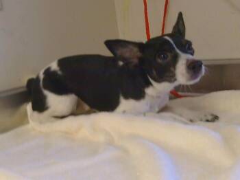 Rescue Chihuahua Dogs for Adoption in Sacramento, California - A904251 | PetCurious