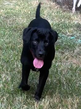 Boo Boo Baby Girl -  Labrador Retriever Dog for Adoption in Boston, Massachusetts - Boo Boo Baby Girl | PetCurious