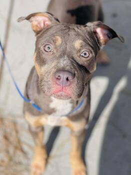 Pit Bull Terrier Dogs Available for Adoption in Naperville, Illinois - Xena | PetCurious