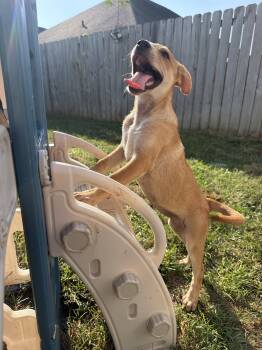 Cinnamon Roll -  Australian Cattle Dog Blue Heeler and Jack Russell Terrier Dog for Adoption in Grafton, Massachusetts - Cinnamon Roll | PetCurious