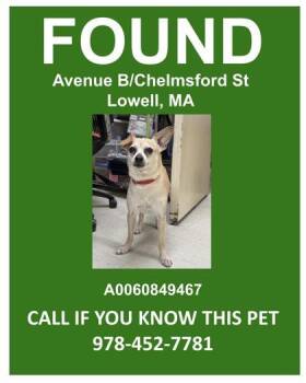 Chihuahua and Mixed Breed Dogs Available for Adoption in Lowell, Massachusetts - Avenue B Stray | PetCurious