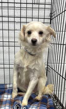 Chihuahua and Papillon Dogs Available for Adoption - Archie | PetCurious