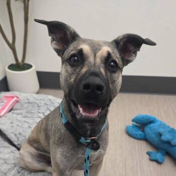 April -  German Shepherd Dog Dog for Adoption in Reno, Nevada - April | PetCurious
