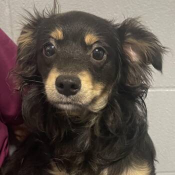 Hamm -  Chihuahua and Terrier Dog for Adoption in New Philadelphia, Ohio - Hamm | PetCurious